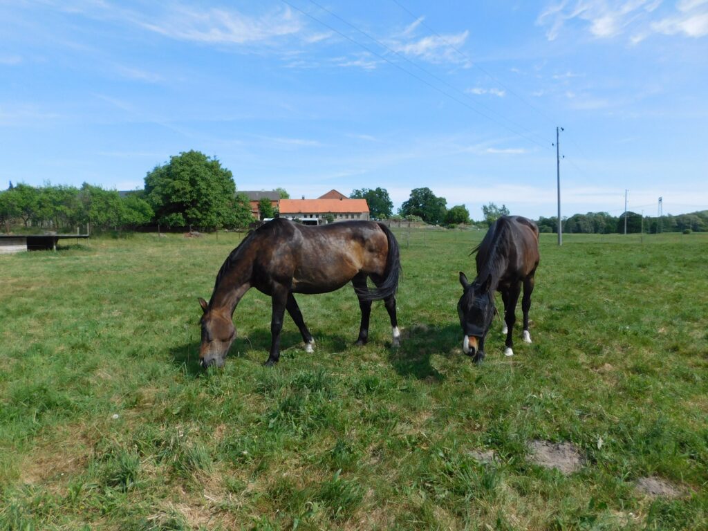 Pferde auf dem Distelhof