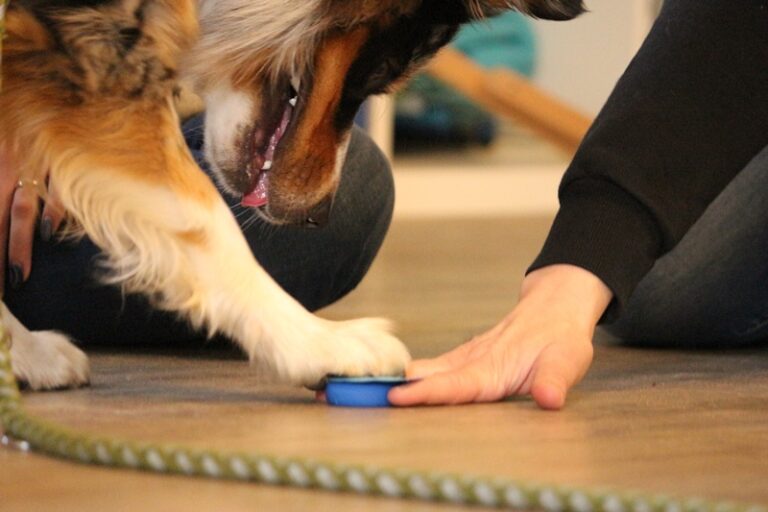 Online-Kurs für zukünftige Assistenzhunde-Halter